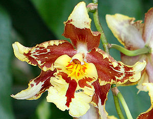 An Orchid flower.
